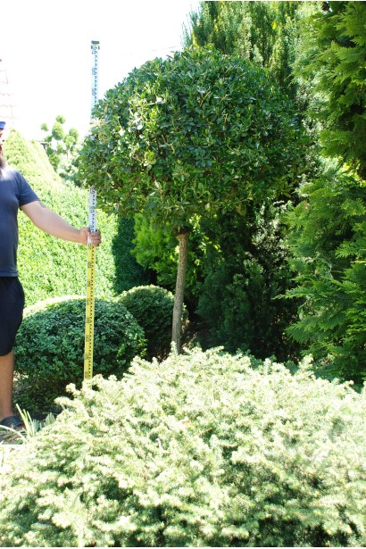 Бруслина форчуна Блонді / Інтерболві на штамбі | Бересклет форчуна Блонди / Интерболви на штамбе | Euonymus fortunei Blondy / Interbolwi on shtambe